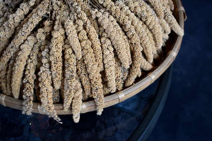 Sinaloa negocia con empresa China para venta de sorgo; ayudará a agricultores del estado