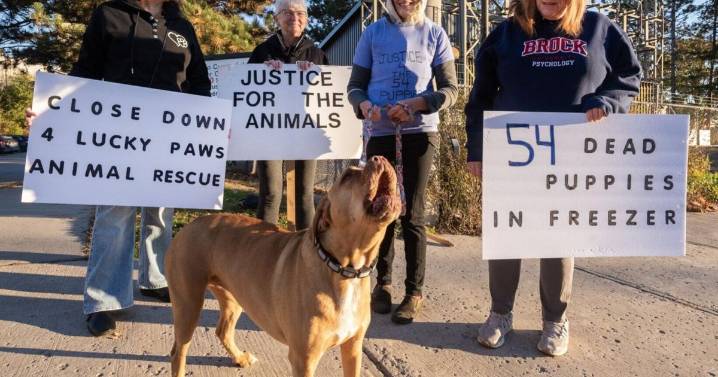 4 Lucky Paws Rescue owner ordered to pay $40,000 in fines