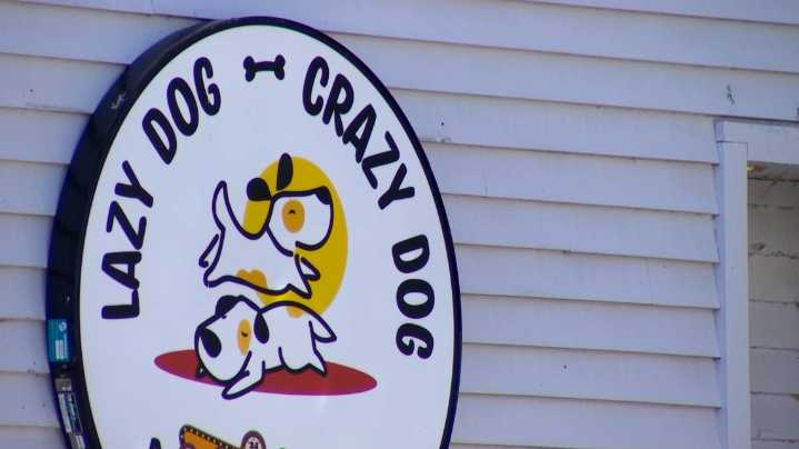 Lazy Dog Crazy Dog daycare shutters after threats following animal cruelty charge