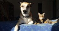 Cómo las mascotas transformaron hogares, leyes y ciudades