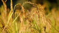 Cabinet approves MSP for Rabi crops for marketing season 2026