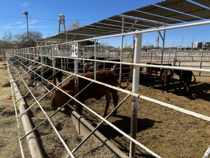 Advierten de riesgos por nuevos hallazgos de gusano barrenador