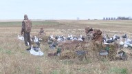 Inside GooseFest: A morning in the field with Kenmare's hunters