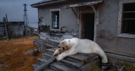 Photos show polar bears chilling at home in abandoned Russian research station