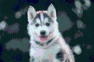 11 Beautiful Dog Breeds That Could Make A Career Out Of Posing