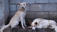Stray dogs row: Supreme Court to hear suo motu case on October 27
