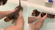 New Jersey Woman Returns Home To A Scene Of Pure Love Between Her Fiancé And Pup