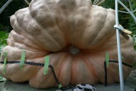 How to grow a giant pumpkin, with help from science