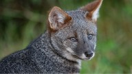 El zorro de las Malvinas sobrevivió a glaciares y sequías pero no a los ingleses: único mamífero de las islas
