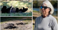 Dead vultures persist at Virginia park. State officials are now testing for avian flu.