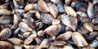 Game and Fish to begin zebra mussel removal at Smishek Lake