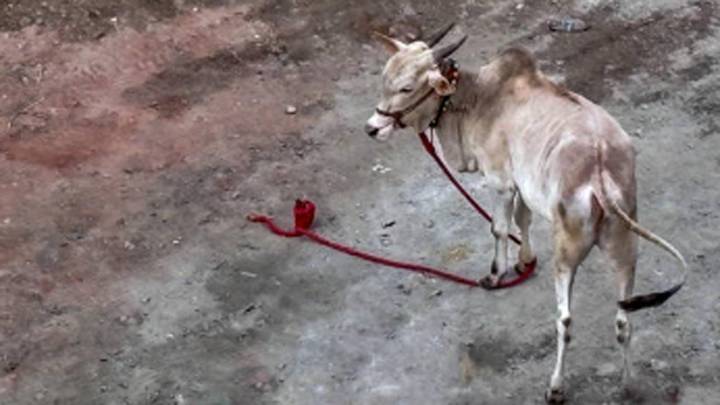 Hyderabad: Cow protector Sonu battles for life after being shot by smugglers