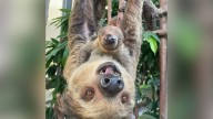 Elmwood Park Zoo introduces new baby sloth
