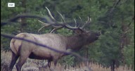 Thousands of Montana hunters prepare for general big game season opener