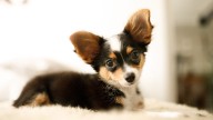 Did your pet make the list of Mississippi’s most popular dog names?