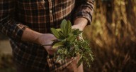 2 Tricks Chefs Use To Make Fresh Herbs Last For 'Weeks'