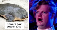 Twitter Page Shares 50 Animals That You Probably Haven’t Seen Before
