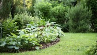 Forget Hostas: This Plant Grows Well Anywhere In The Yard