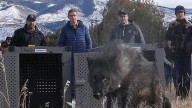 Did Colorado violate federal law in reintroducing wolves from Canada?