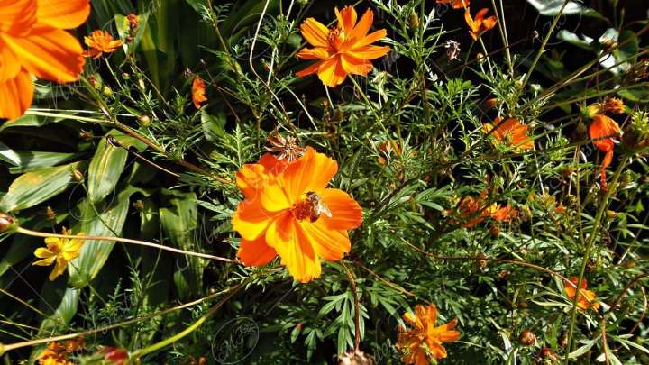 Las flores que conviene plantar en octubre para tener un jardín lleno de color en verano