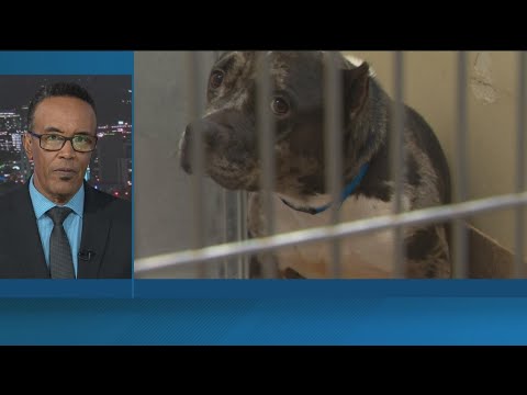 After animal shelters urgent alert, deadline to adopt pets pushed to 11 a.m. Friday