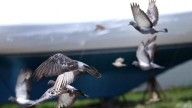 What to know about the dead pigeons at JFK/UMass station