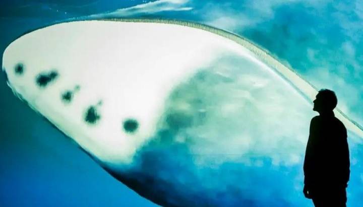 "Modelo multietápico del cáncer": Ballena de 200 años revelaría cómo alargar la vida humana