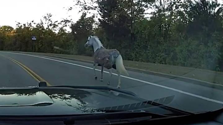 Franklin Police help snag escaped horse seen roaming neighborhood
