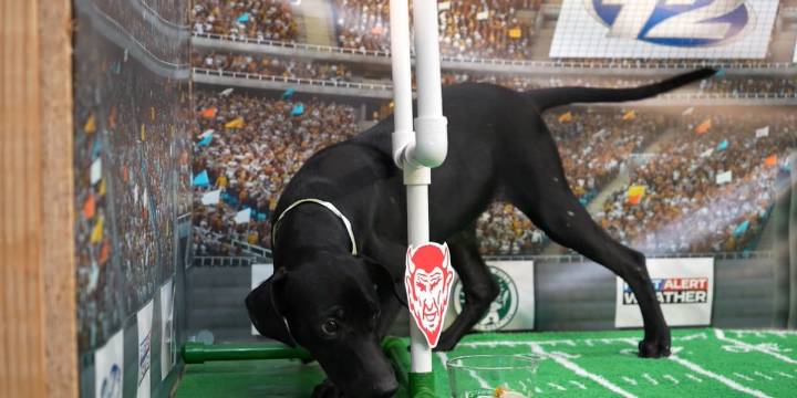 Puppy Picks: Week 8 | Lincoln County and Washington Wilkes