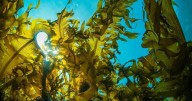 Seaweed May Help Grow Human Tissue, Replacing Animal Testing
