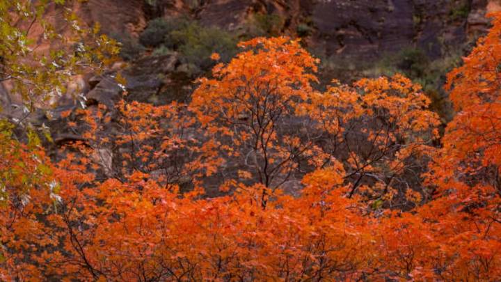 Los mejores lugares en Estados Unidos para apreciar el cambio del follaje en las hojas, uno de los fenómenos más esplendorosos del otoño