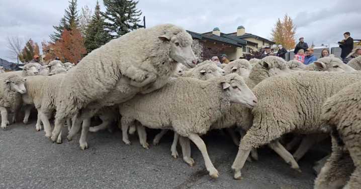 Thousands gather in Ketchum for annual Trailing of the Sheep Parade down Main Street