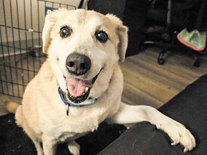 Pet of the week • 10