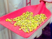 How California produces 99% of America's pistachios in a drought