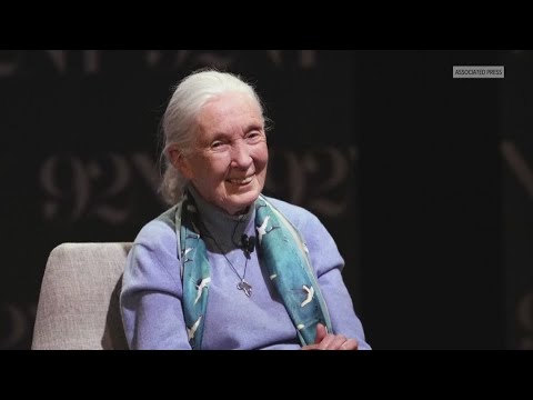 Remembering Jane Goodall: The legacy of a primatology pioneer