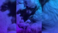 Texas Volunteer Aids A Stray Dog And Uncovers A Life