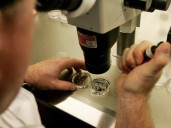 Scientists turn human skin cells into fertilizable eggs for first time