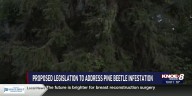 Senators reintroduce legislation to address pine beetle infestation