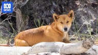 Young boy flown to Brisbane hospital after K'gari dingo attack