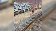 California Rescuers Spot Starving Dog Near Train Tracks And Fight To Earn Her Trust