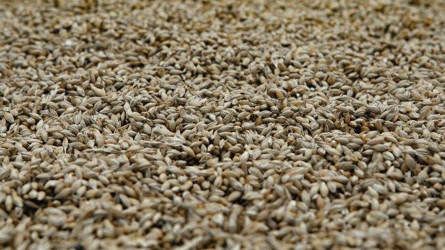 Advierten que apreciación del peso y baja de precios de granos afecta ingresos de productores