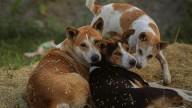 5 Ways To Reduce Pollution And Make Diwali Safe For Stray Animals