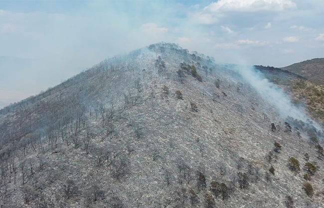 Aprueban nueva ley forestal para Coahuila; fortalece prevención, detección y combate de incendios