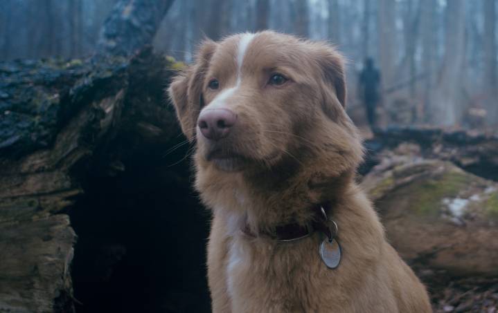 N.J. director’s ‘Good Boy,’ a new horror movie with loads of hype, stars his own dog