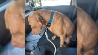 Pennsylvania Shelter Dog Reluctant To Go Back After Outing, Unaware Her Forever Home Is Just Steps Away