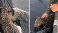 Brasil: Policía rescató a jaguar que presentaba heridas de bala y que luchaba por no ahogarse en el río Negro
