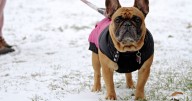 Three common winter health issues for dogs and how to spot them