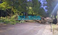 Se cayó un enorme árbol en la avenida del Bosque y llegar a Berisso y Ensenada es un caos