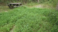 How To Remove Japanese Stiltgrass Weeds From Your Yard