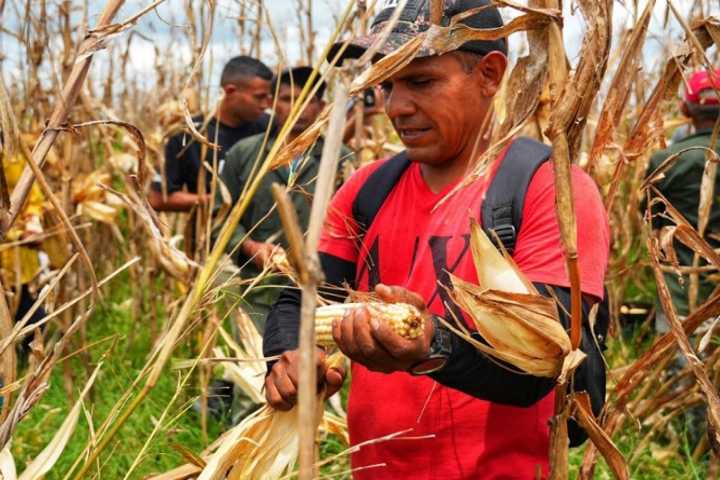 Guárico inicia la cosecha de semillas de maíz para fortalecer el ciclo de invierno